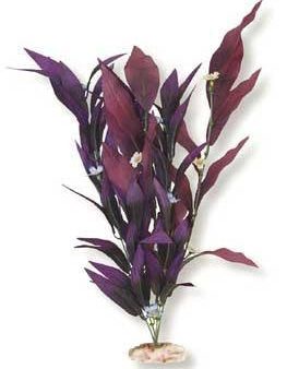 Blue Ribbon Plant - African Sword W-Flowers X-Large Plum Cheap