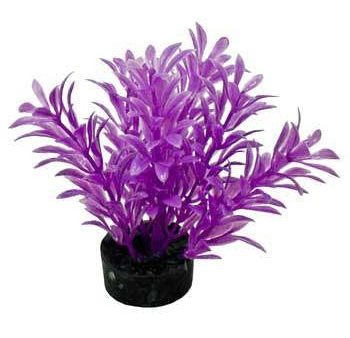 Blue Ribbon Colorburst Plant Exotic Mini Neon Purple Sale