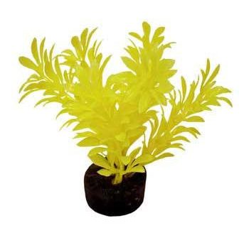 Blue Ribbon Colorburst Plant Exotic Mini Neon Yellow Online now