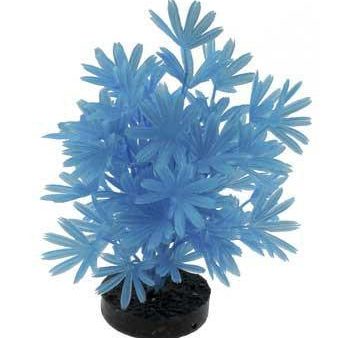 Blue Ribbon Colorburst Plant Palm Neon Blue Online now