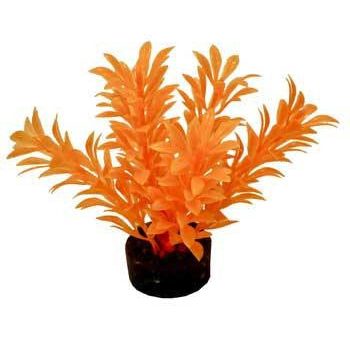 Blue Ribbon Colorburst Plant Exotic Mini Neon Orange on Sale