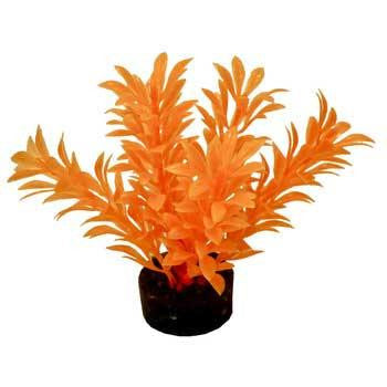 Blue Ribbon Colorburst Plant Exotic Mini Neon Orange on Sale