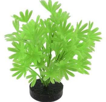 Blue Ribbon Colorburst Plant Palm Neon Green Cheap