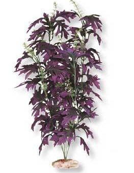 Blue Ribbon Plant - Amazon Butterfy Leaf Large Plum Discount