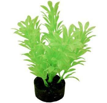 Blue Ribbon Colorburst Plant Exotic Mini Neon Green Supply