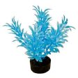 Blue Ribbon Colorburst Plant Exotic Mini Neon Blue Cheap