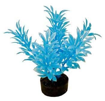 Blue Ribbon Colorburst Plant Exotic Mini Neon Blue Cheap