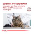 Royal Canin Veterinary Renal Special Cat Hot on Sale