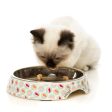 FUZZYARD CAT BOWL - SUSHI DELIGHT Discount