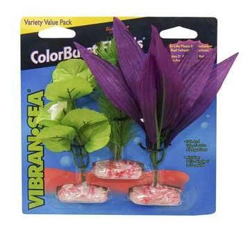 Blue Ribbon Plant - Multipack Mini African Broadleaf Cluster For Cheap