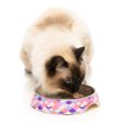 FUZZYARD CAT BOWL - ATLANTICA For Discount