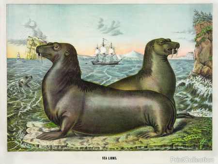 Sea Lions For Discount