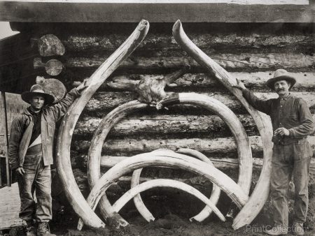 Ancient Bones of Mastodons Online Sale