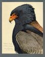 Abyssinian Bateleur Eagle Cheap