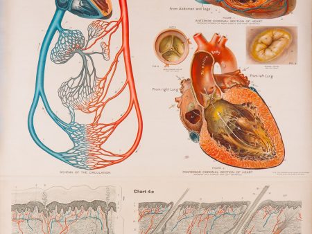 American Frohse Anatomical Wallcharts, Plate 4 For Cheap