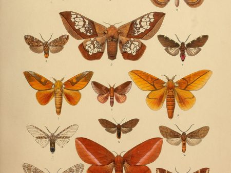 American Lepidoptera, Plate 3 Online