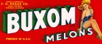 Buxom Melons Online Sale