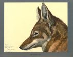 Abyssinian Wolf Online Hot Sale