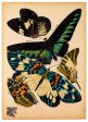 Butterflies Plate 10, E.A. Seguy on Sale