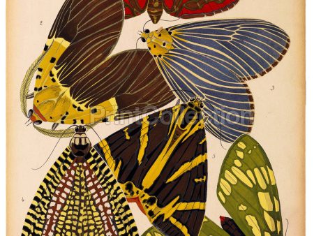 Butterflies Plate 14, E.A. Seguy Online