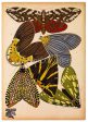 Butterflies Plate 14, E.A. Seguy Online