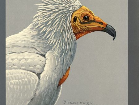 Abyssinian Egyptian Vulture Online now