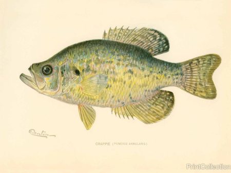 Crappie on Sale