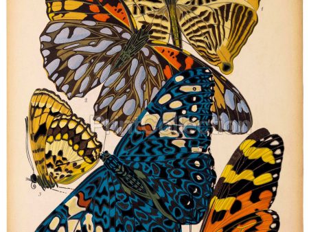 Butterflies Plate 3, E.A. Seguy For Sale