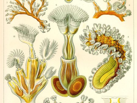 Bryozoa - Scheiben-Strahlinge - Heliodiscus on Sale