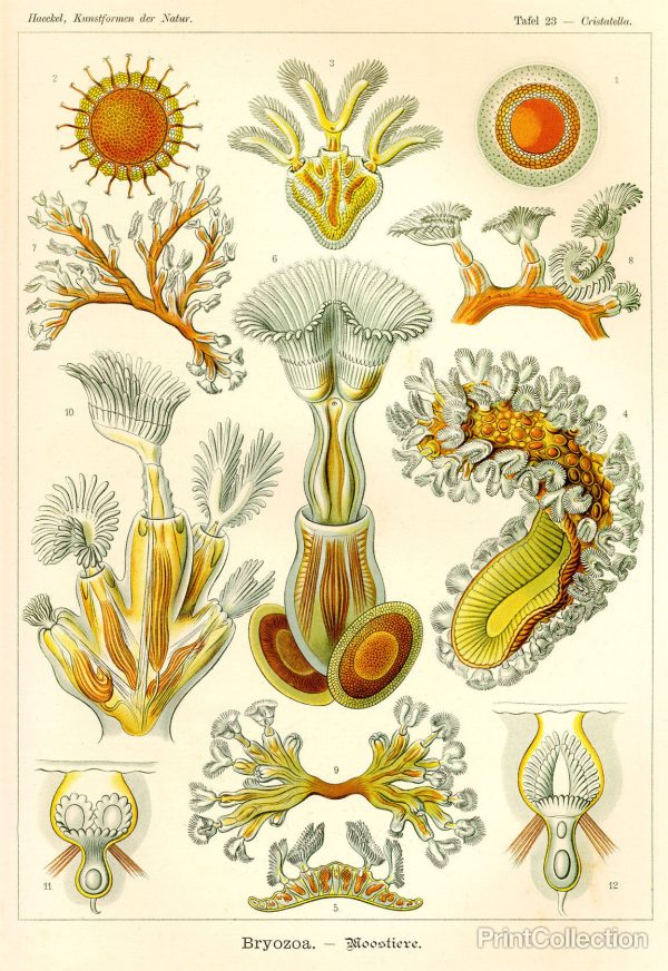 Bryozoa - Scheiben-Strahlinge - Heliodiscus on Sale