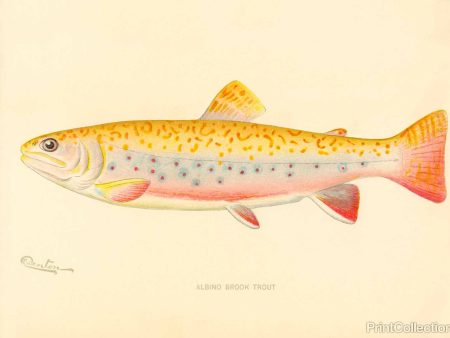 Albino Brook Trout Cheap