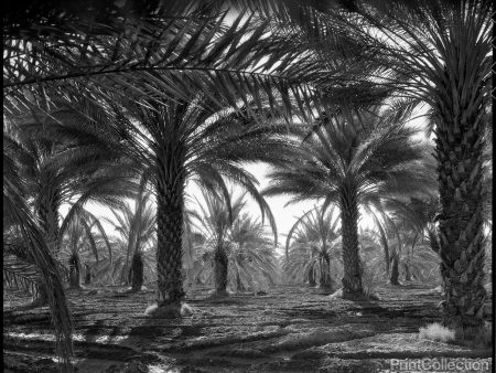 Date Palms. Coachella Valley, California Sale