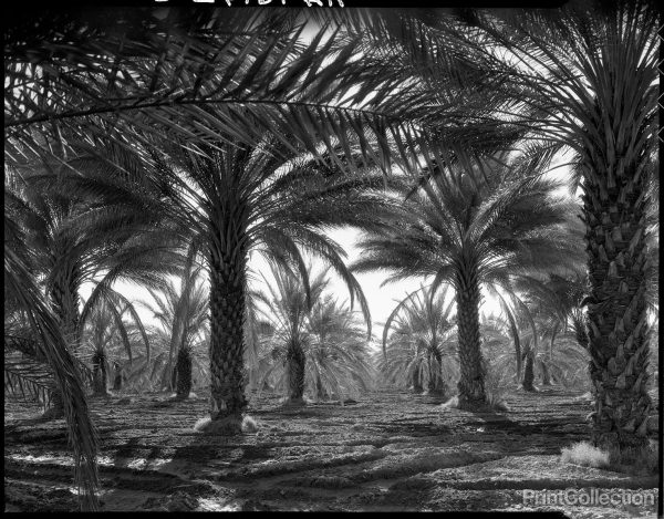 Date Palms. Coachella Valley, California Sale