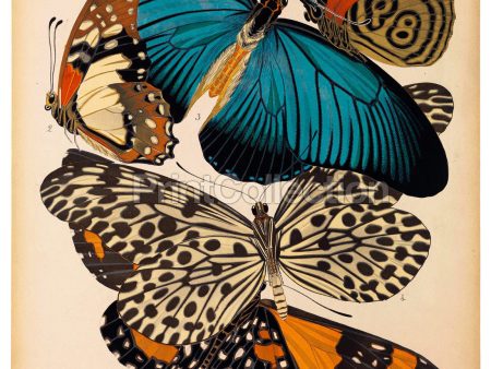 Butterflies Plate 11 E.A. Seguy Online