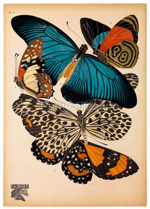 Butterflies Plate 11 E.A. Seguy Online