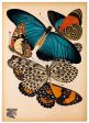 Butterflies Plate 11 E.A. Seguy Online