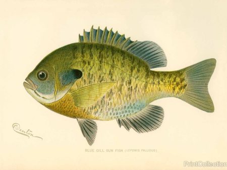 Blue Gill Sun Fish on Sale