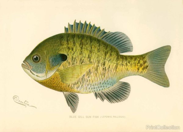 Blue Gill Sun Fish on Sale