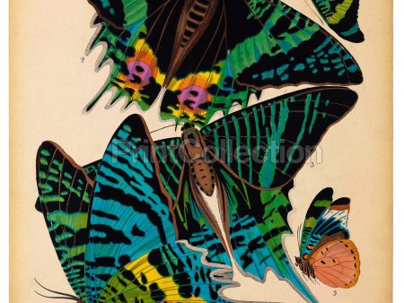 Butterflies Plate 7, E.A. Seguy Online