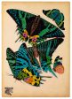 Butterflies Plate 7, E.A. Seguy Online