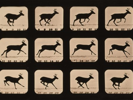 Deer Running, Animal Locomotion Hot on Sale