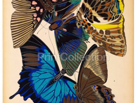 Butterflies Plate 16, E.A. Seguy Fashion