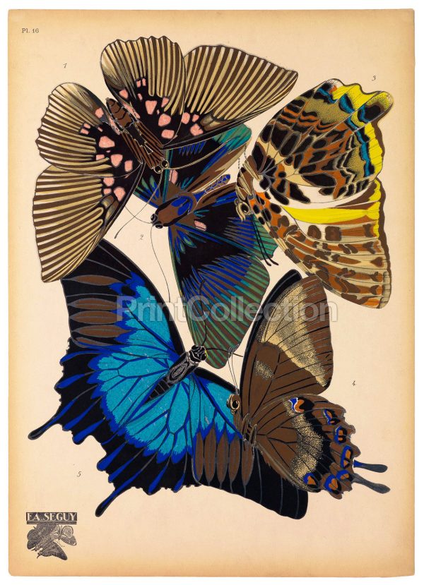 Butterflies Plate 16, E.A. Seguy Fashion