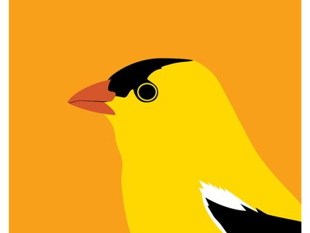 New Jersey Eastern Goldfinch Online Sale