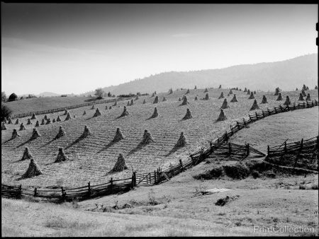 Cornshocks and Fences, Virginia For Discount