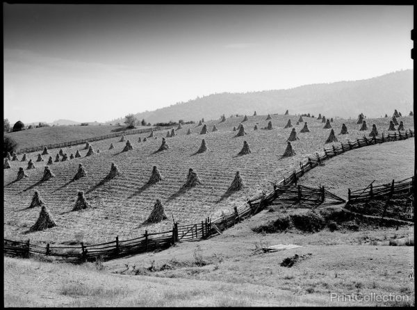 Cornshocks and Fences, Virginia For Discount