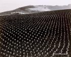 California Tomato Field Hot on Sale