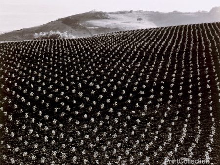 California Tomato Field Hot on Sale