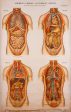 American Frohse Anatomical Wallcharts, Plate 6 Cheap