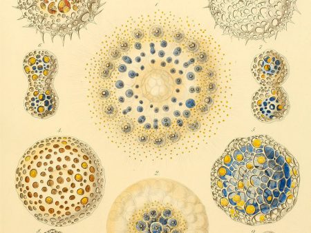 Collosphaera Radiolaria Online Hot Sale